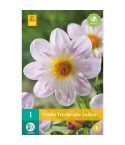 Dahlia Teesbrooke Audrey Flower Bulb - Pack Of 1