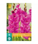 Gladiolus Sugar Plum Flower Bulbs - Pack Of 10