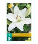 Lilium Kent Flower Bulb - Pack Of 2
