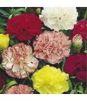 Suttons Seeds - Carnation - Chabaud Giant Mix