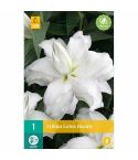 Lilium Lotus Beauty Flower Bulb - Pack Of 1