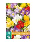 Freesia Single Mix Flower Bulbs - Pack Of 15