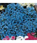 Suttons Seeds - Forget-Me-Not - Spring Symphony Blue
