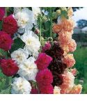 Suttons Seeds - Hollyhock - Chater's Mix