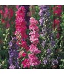 Suttons Seeds - Larkspur - 'Stock' Flowered Mix