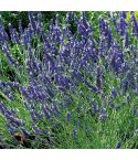 Suttons Seeds - Lavender - Provence Blue