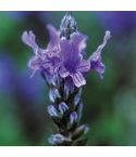 Suttons Seeds - Lavender - Multifida Blue Wonder