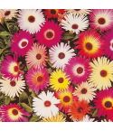Suttons Seeds - Livingstone Daisy - Sparkles Mix