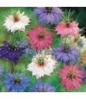 Suttons Seeds - Love In A Mist - Persian Jewels Mist
