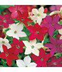 Suttons Seeds - Nicotiana - Evening Fragrance Mix