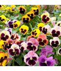 Suttons Seeds - Pansy - Giant Fancy Mix