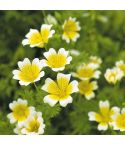 Suttons Limnanthes Douglasii Poached Egg Plant Seeds - Pack Of 100