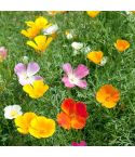 Suttons Seeds - Poppy Californian - Vivid Mix - Pack Of 500