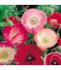 Suttons Seeds - Poppy - Shirley Mix