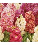 Suttons Seeds - Stock - Fragrant Bedding Mix