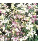 Suttons Seeds - Night Scented Stock - Evening Fragrance