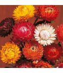 Suttons Seeds - Strawflower - Helichrysum - Forever Mix