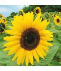 Suttons Seeds - Sunflower - Giant Yellow