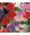 Suttons Seeds - Sweet Pea - Old Fashioned Scented Mix