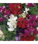 Suttons Seeds - Sweet Pea - Patio Mix