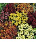 Suttons Seeds - Wallflower - Persian Carpet Mix