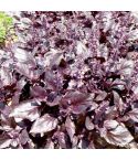 Suttons Herb Round Midnight Basil Seeds - Pack Of 250