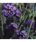 Suttons Purple Elegance Verbena bonariensis Seeds - Pack Of 180