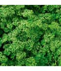 Suttons Paravert Parsley Seeds - Pack Of 500