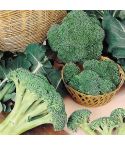 Suttons Seeds - Broccoli - Autumn Spear