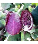 Suttons Seeds - Cabbage Tinty