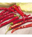Suttons Seeds - Pepper Chilli - De Cayenne