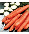 Suttons Seeds - Carrot - Amsterdam Forcing 3