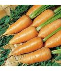 Suttons Seeds - Carrot - Chantenay Red Cored 2 