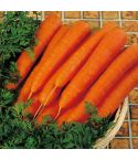 Suttons F1 Resistafly Carrot Seeds
