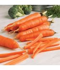 Suttons Seeds - Carrot - Early Nantes 5