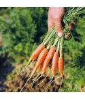 Suttons Seeds - Carrot - Ideal