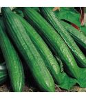 Suttons Seeds - Cucumber - Telegraph Improved 