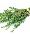 Suttons Seeds - Thyme - Common