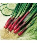 Suttons Seeds - Onion - North Holland Blood Red Redmate