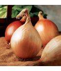 Suttons Seeds - Onions - Ailsa Craig