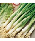 Suttons Seeds - Salad Onion - White Lisbon - Winter Hardy