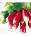 Suttons Seeds - Radish - French Breakfast 3