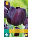 Tulip Queen Of Night Flower Bulbs - Pack Of  7