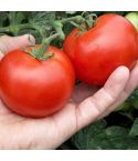 Suttons Seeds - Tomato - Moneymaker