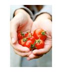 Suttons Seeds - Tomato - Gardener's Delight