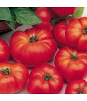 Suttons Seeds - Tomato - Marmande