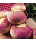 Suttons Seeds - Turnip - Purple Top Milan