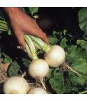 Suttons Seeds - Turnip - Snowball