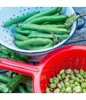 Suttons Seeds - Broad Bean - The Sutton