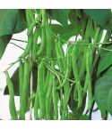 Suttons Seeds - Climbing French Bean - Blue Lake